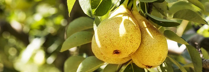 Drei reife Birnen am Baum
